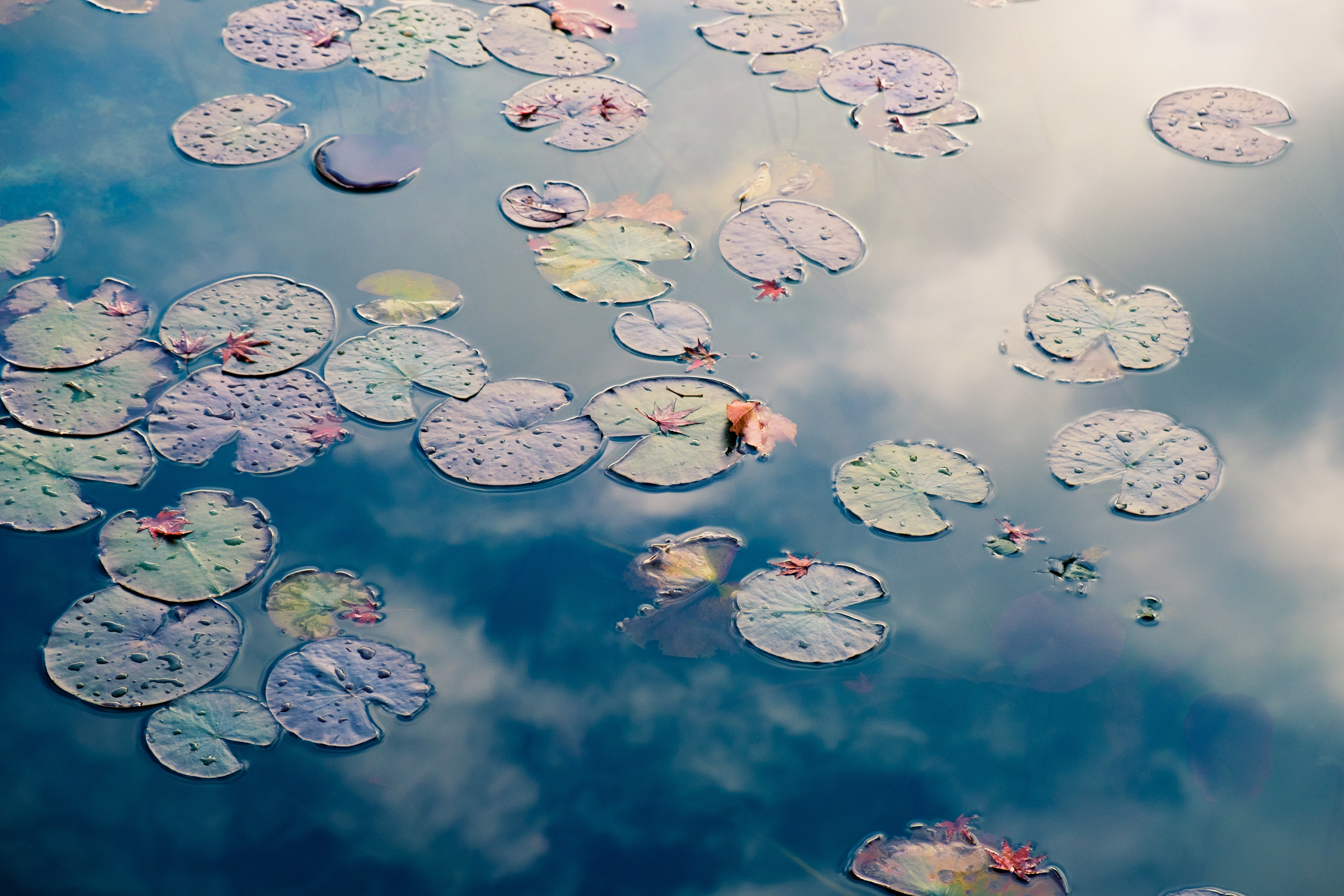 Social Frog Marketing
